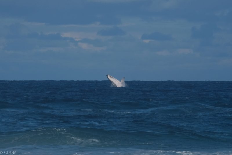 australie-fraser-island-baleine