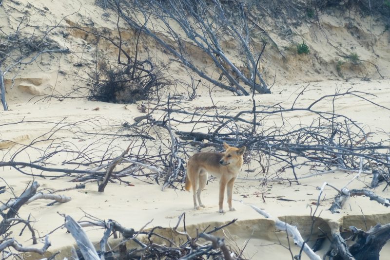 australie-fraser-island-dingo