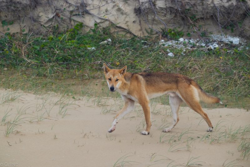 australie-fraser-island-dingo