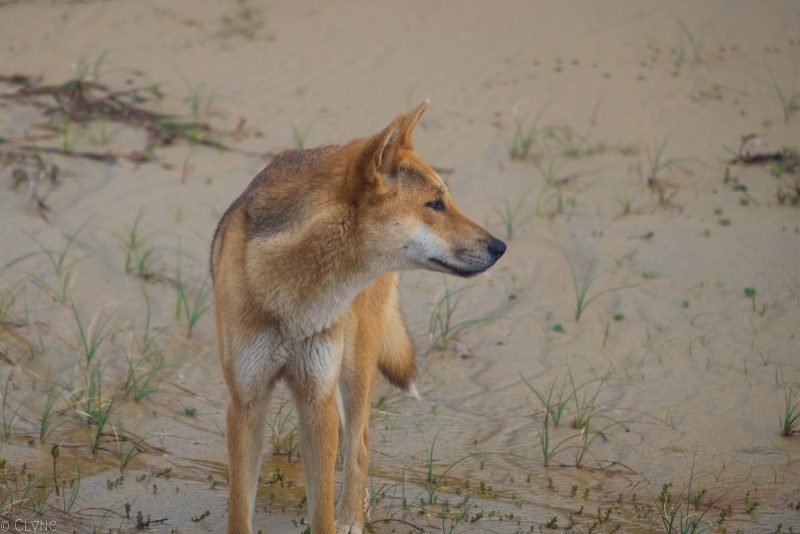 australie-fraser-island-dingo