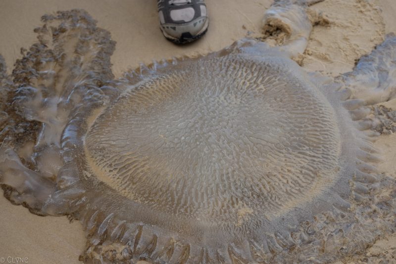 australie-fraser-island-meduse