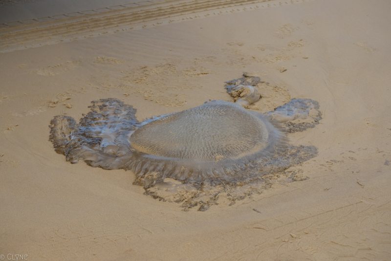 australie-fraser-island-meduse