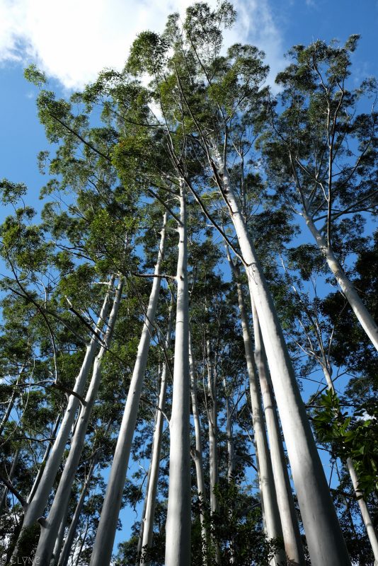 australie-fraser-island-rainforest