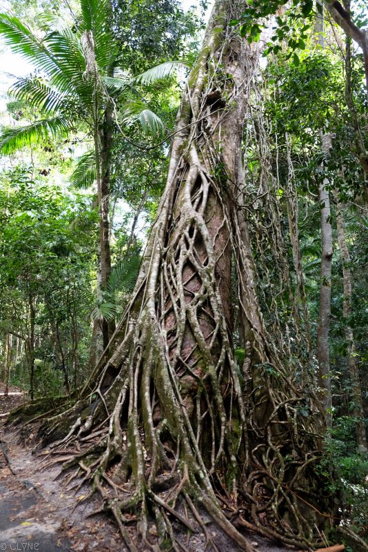 australie-fraser-island-rainforest