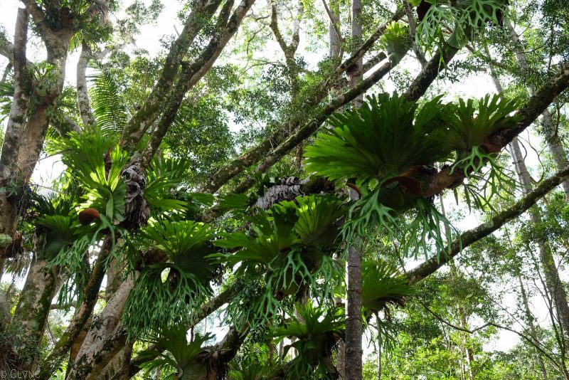 australie-fraser-island-rainforest