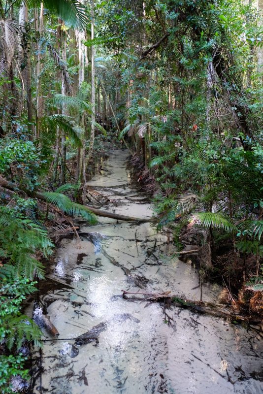 australie-fraser-island-wanggoolba