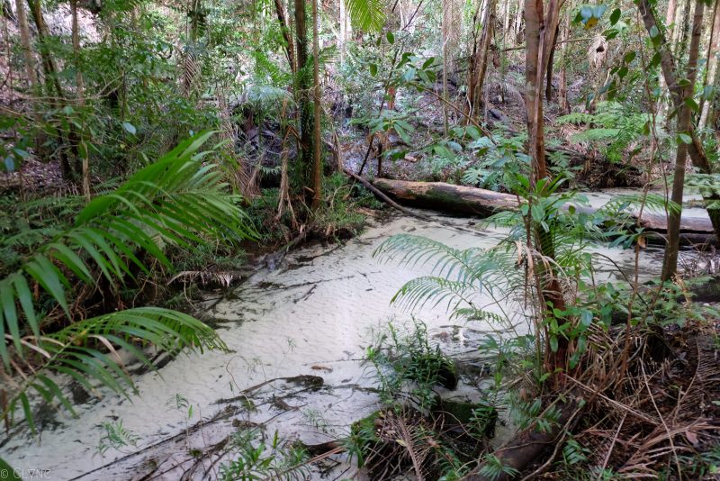 australie-fraser-island-wanggoolba