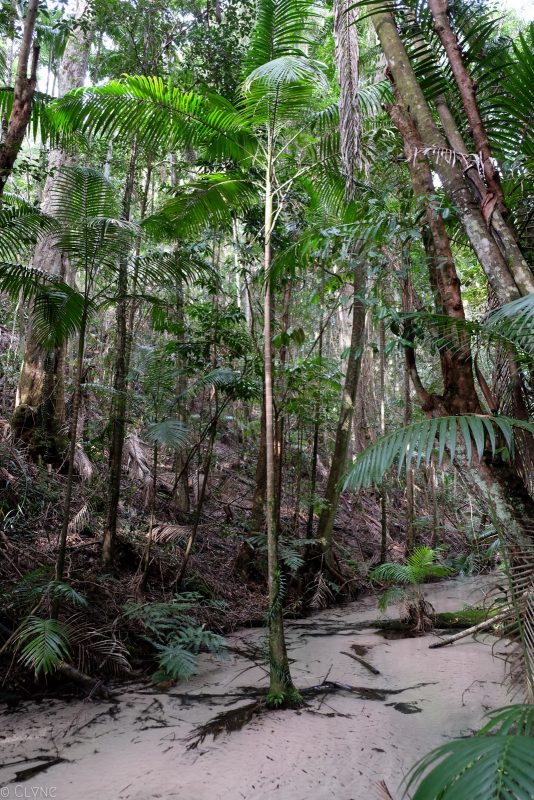 australie-fraser-island-wanggoolba