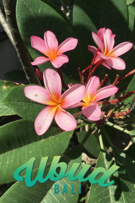 bali-ubud-fleurs