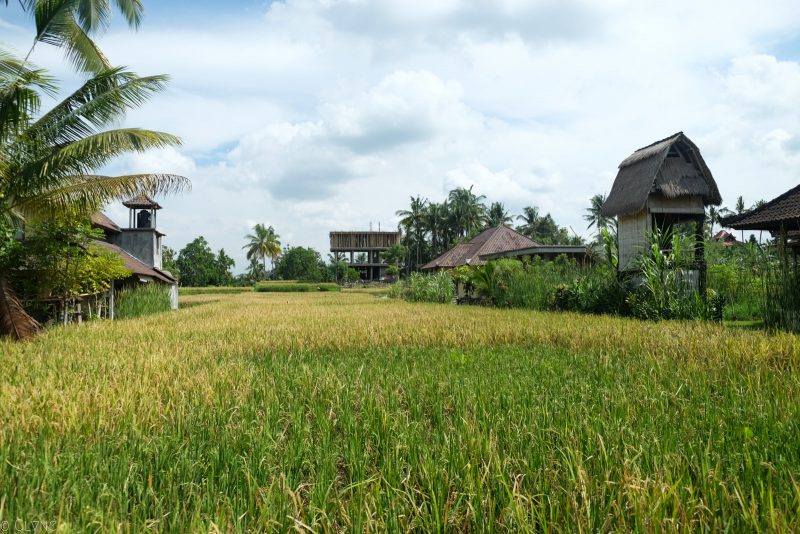 bali-ubud-riziere