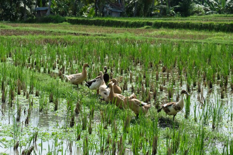 bali-ubud-riziere