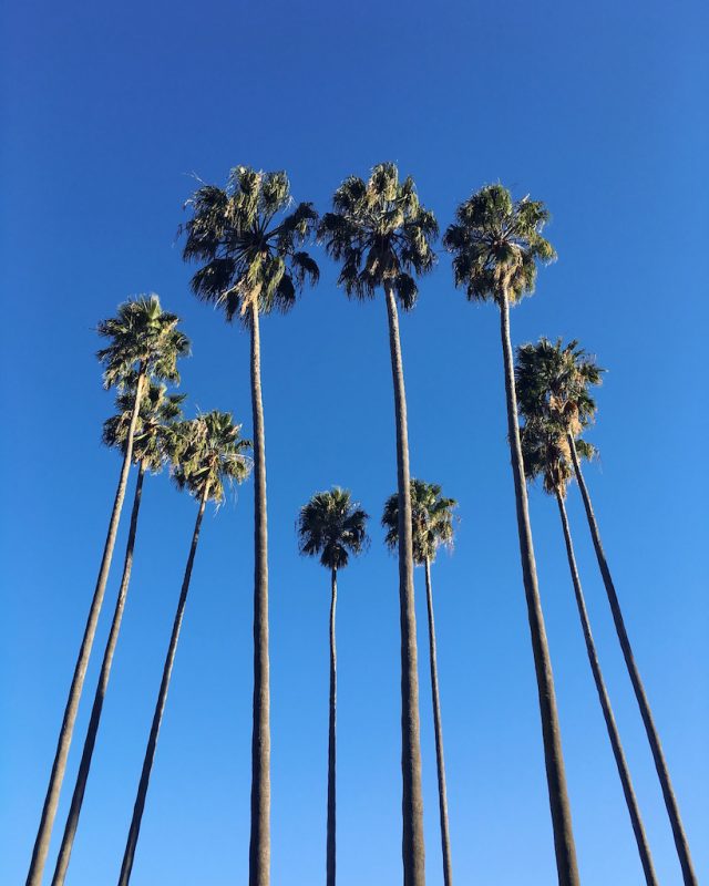 sydney-palmiers