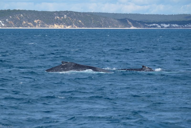 australie-queensland-observation-baleines_1
