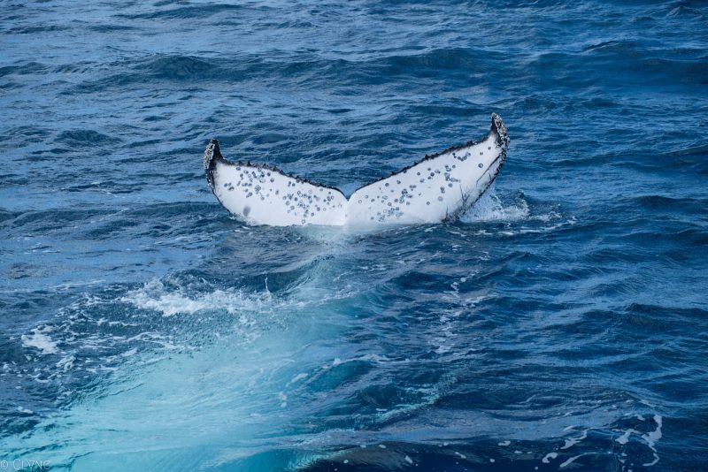 australie-queensland-observation-baleines