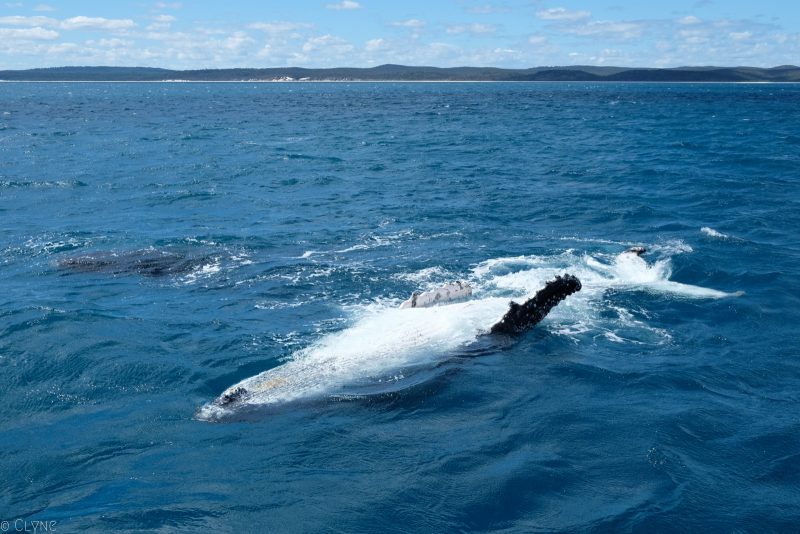 australie-queensland-observation-baleines