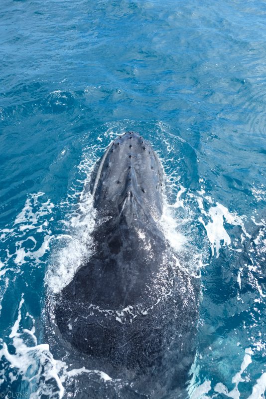 australie-queensland-observation-baleines