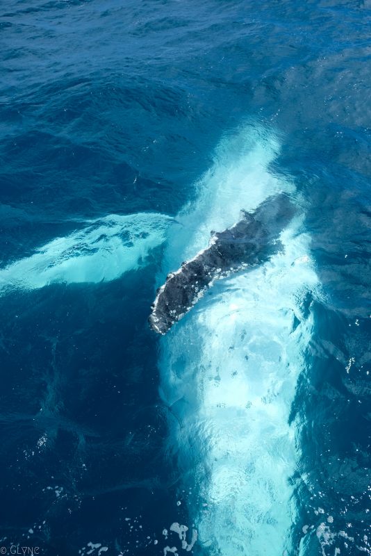 australie-queensland-observation-baleines