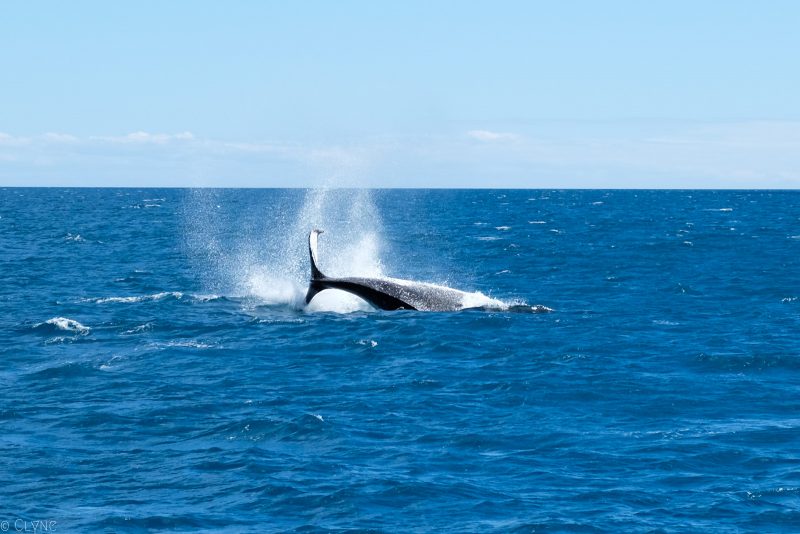 australie-queensland-observation-baleines