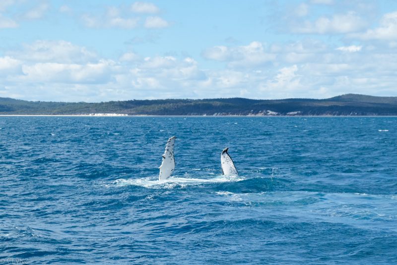 australie-queensland-observation-baleines