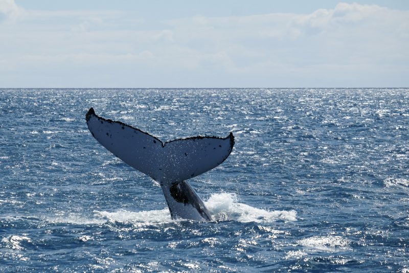 australie-queensland-observation-baleines