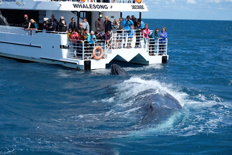 australie-queensland-observation-baleines_4