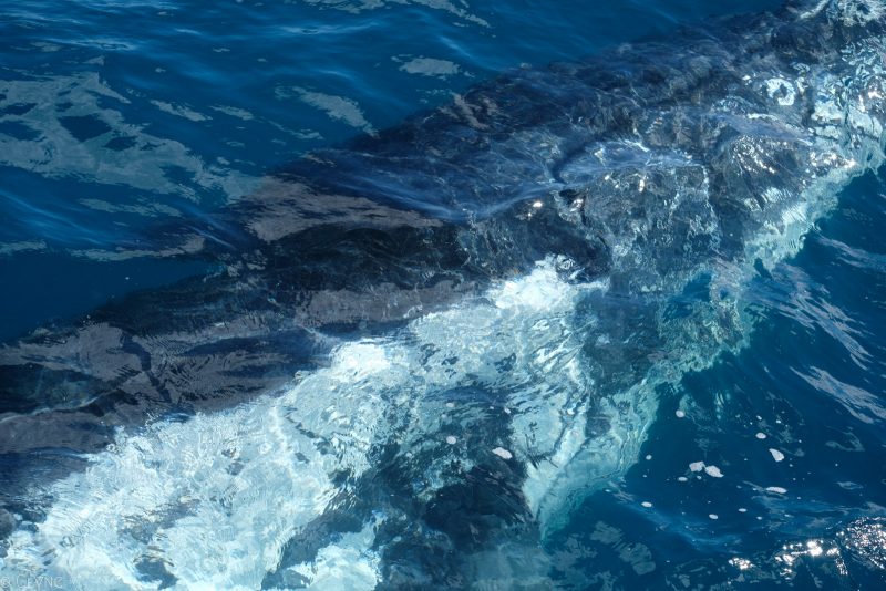 australie-queensland-observation-baleines