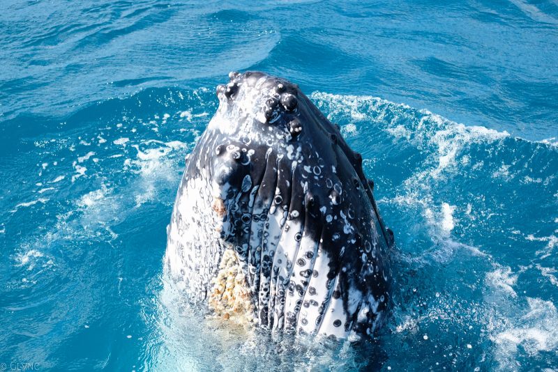 australie-queensland-observation-baleines