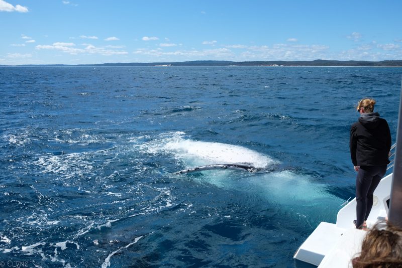 australie-queensland-observation-baleines