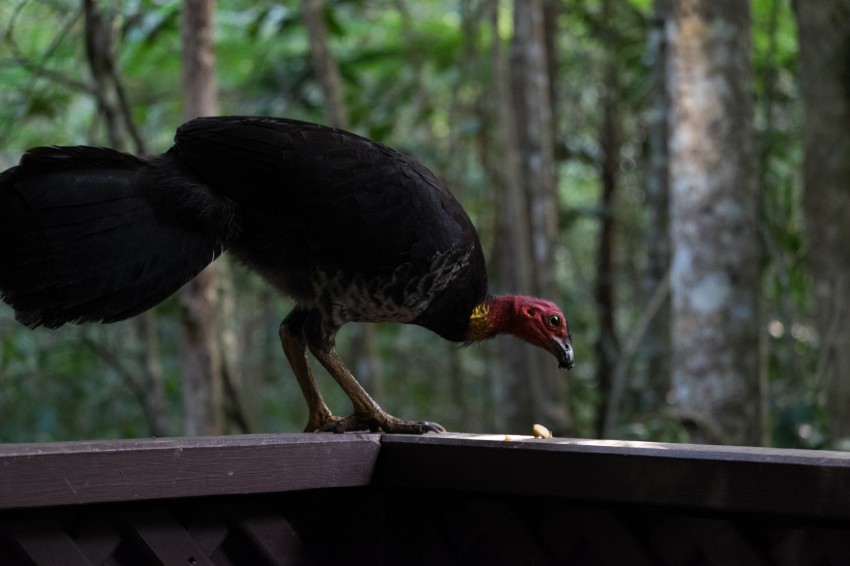 australie-queensland-atherton-tablelands-brushturkey