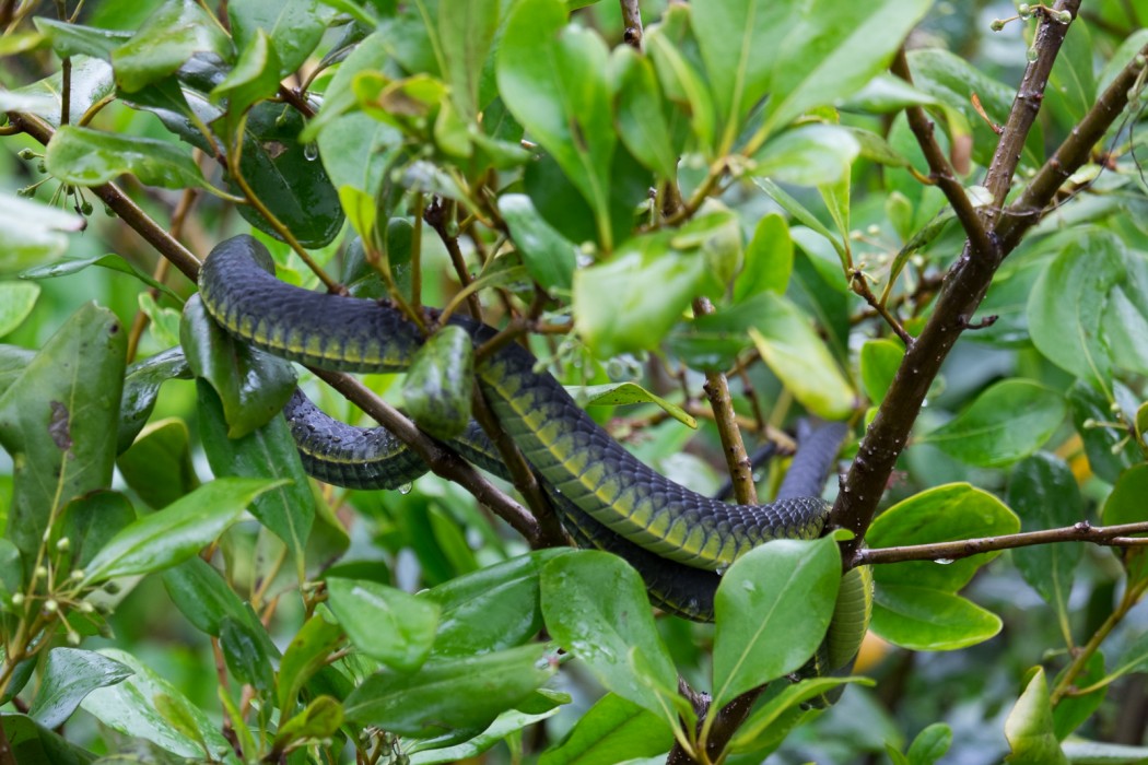 australiequeenslanddaintreerivercruisegreentreesnake Clyne Blog lifestyle & voyage australiequeenslanddaintreerivercruisegreentreesnake Clyne Blog lifestyle & voyage