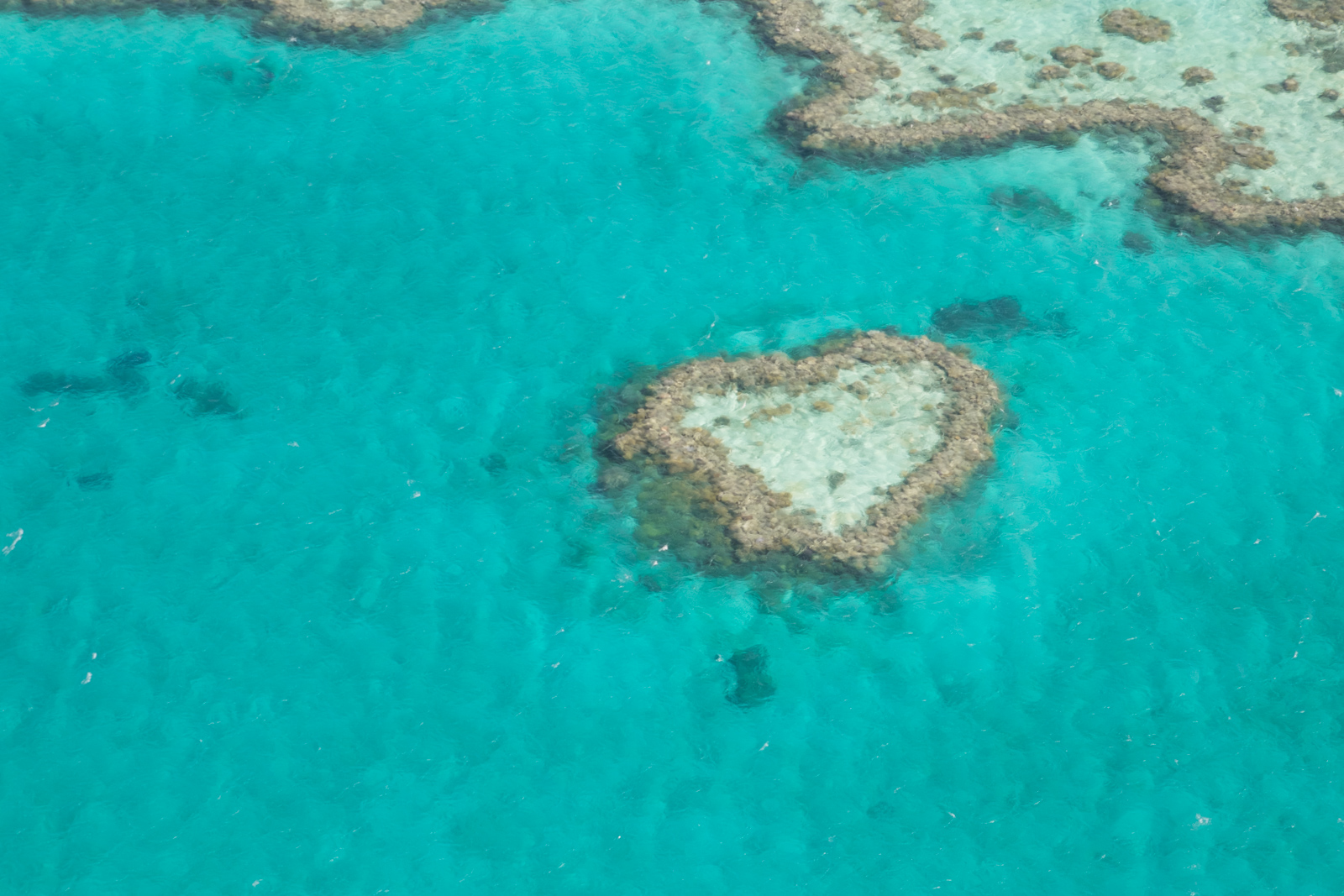 australie-queensland-grande-barriere-corail-heart-reef