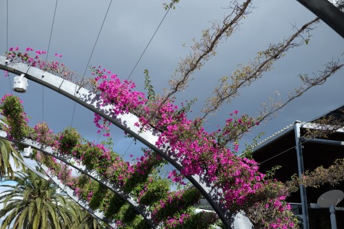 australie-brisbane-south-bank-parklands-arbour