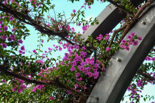 australie-brisbane-south-bank-parklands-arbour