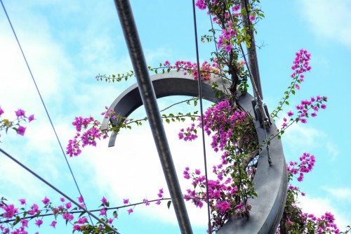 australie-brisbane-south-bank-parklands-arbour