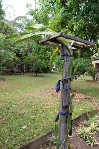 australie-queensland-glass-house-mountains-ecolodge-orchard