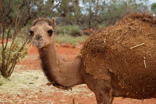 australie-kings-creek-camels