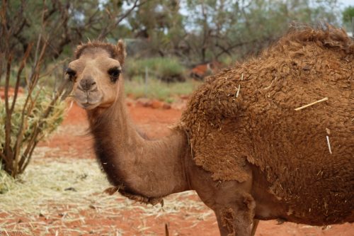 australie-kings-creek-camels