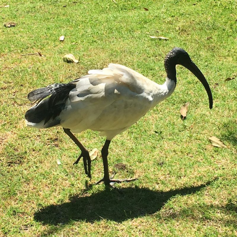 ibis-sydney