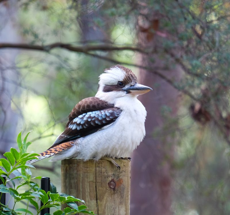 kookaburra-australie