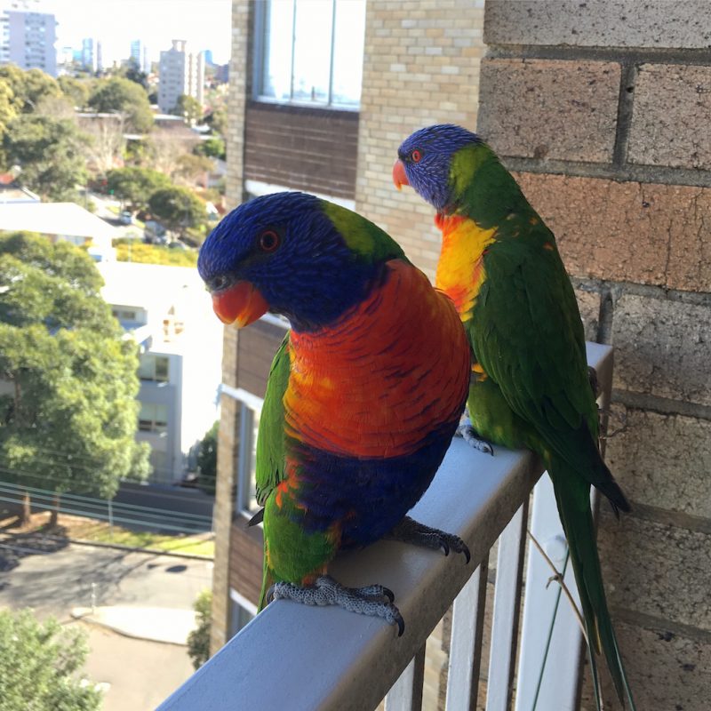 loriquets-sydney