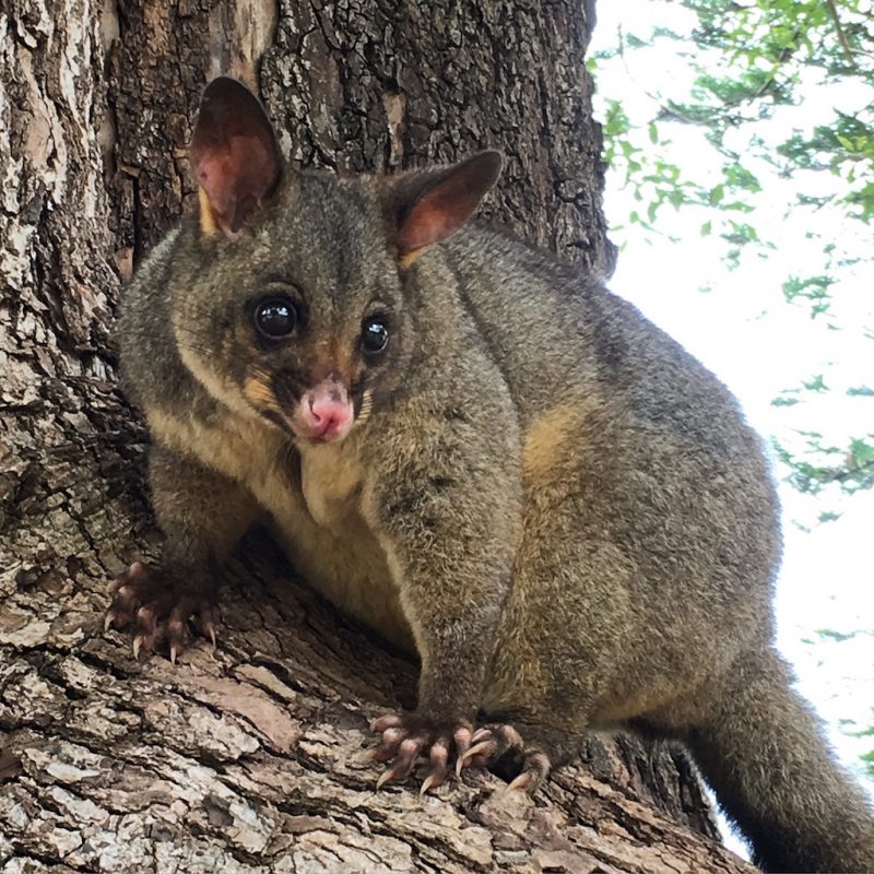 possum-sydney