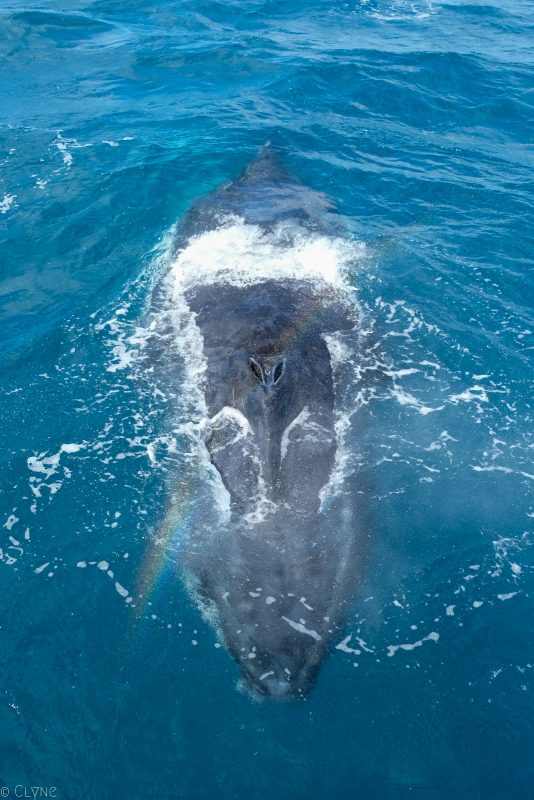 australie-queensland-observation-baleines