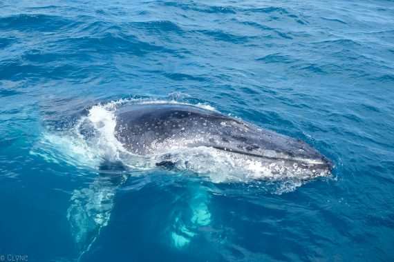 australie-queensland-observation-baleines