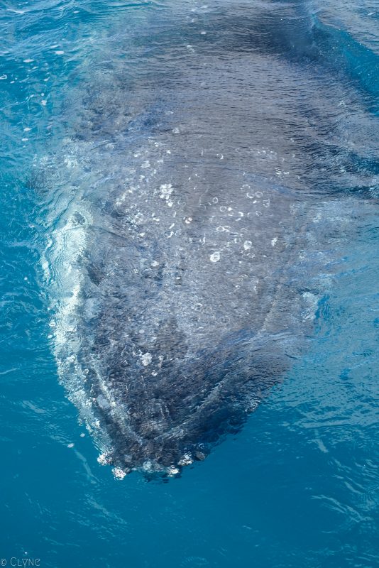 australie-queensland-observation-baleines